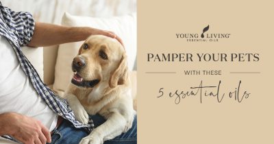 Pamper your pets with these 5 essential oils - Young Living Australia