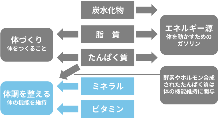 生命維持に必要な5大栄養素