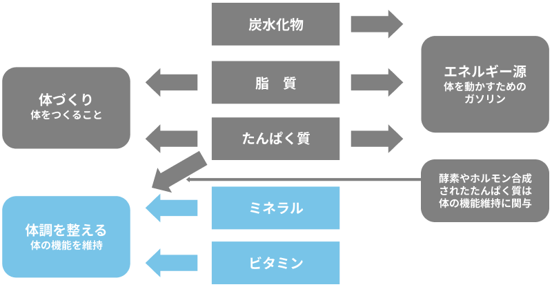 生命維持に必要な5大栄養素