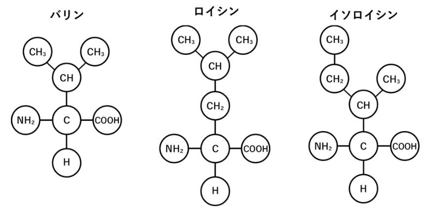 Branched Chain Amino Acid（分岐鎖アミノ酸）