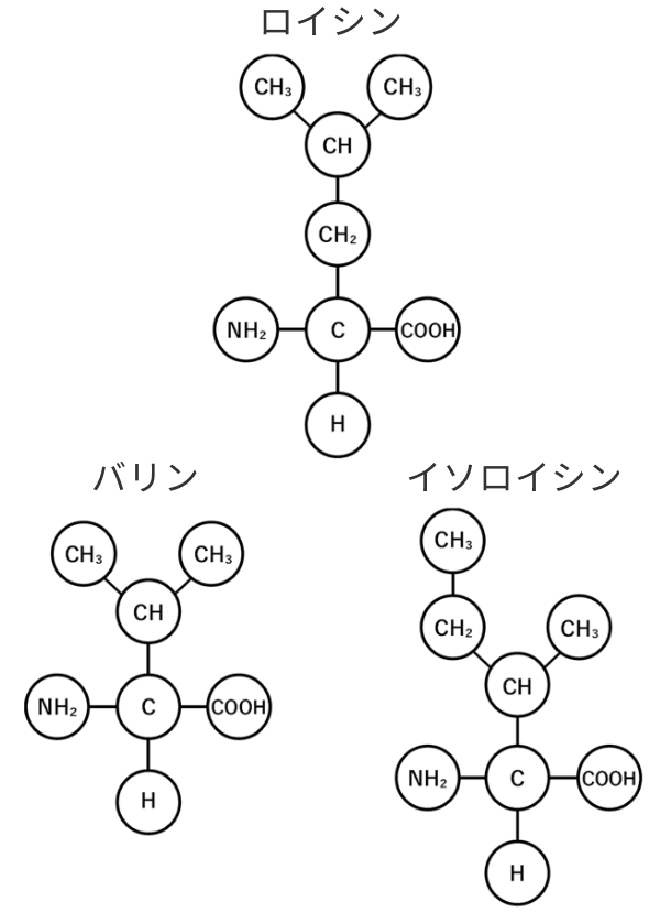 Branched Chain Amino Acid