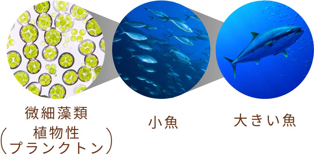 微細藻類（植物性プランクトン）＞小魚＞大きい魚