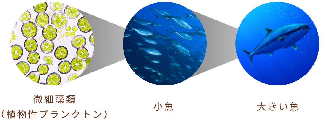 微細藻類（植物性プランクトン）＞小魚＞大きい魚