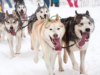 アラスカ犬ぞりレース Tustumena 0 ヤングリビング 公式ブログ