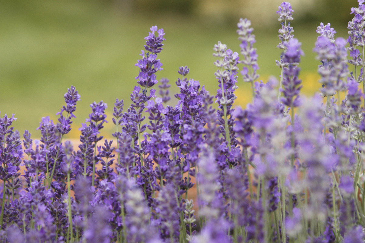 How to use Lavender Essential oil | Young Living Blog