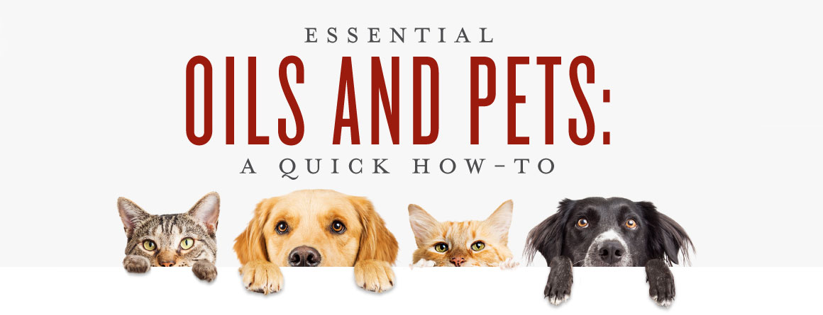 Essential Oils For Pets Uses Benefits Young Living Blog