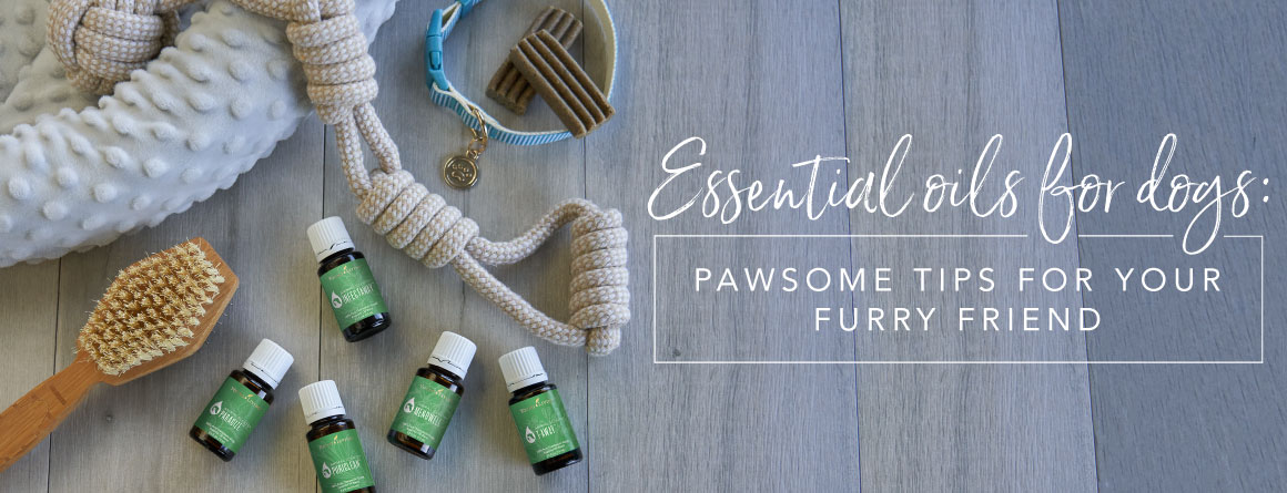 A Guide to Essential Oils for Dogs: Skin and Coat Care Benefits