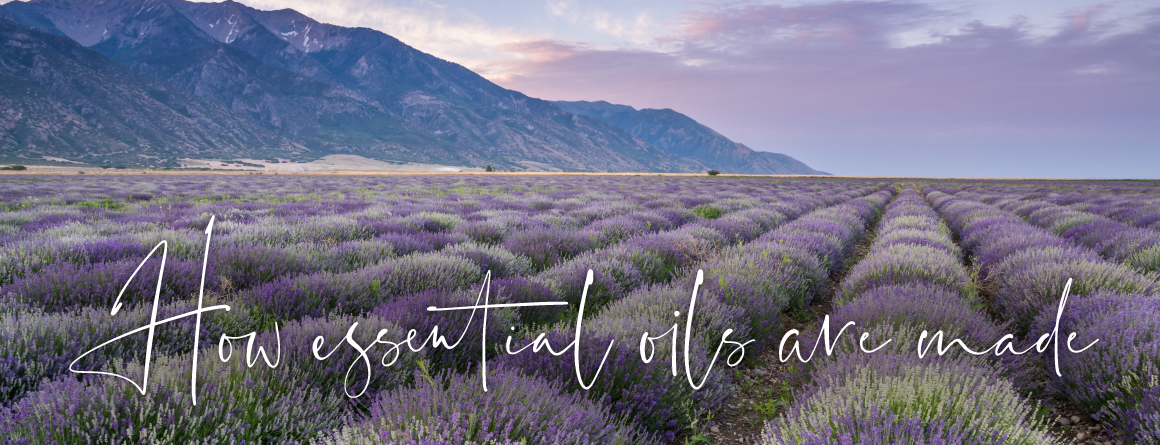 How essential oils are made with a backdrop of a lavender field