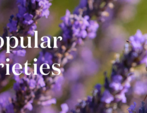 A guide to popular lavender varieties