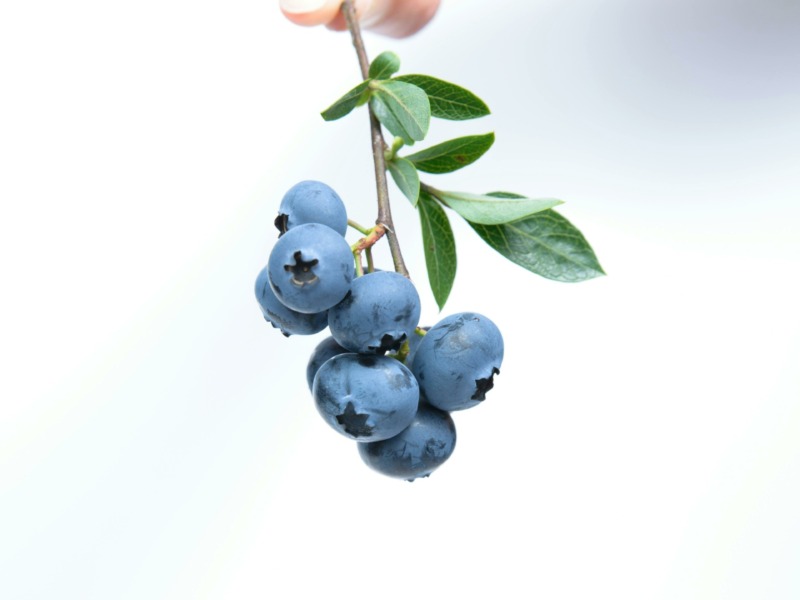 Blueberry Lavender Chia Bowl