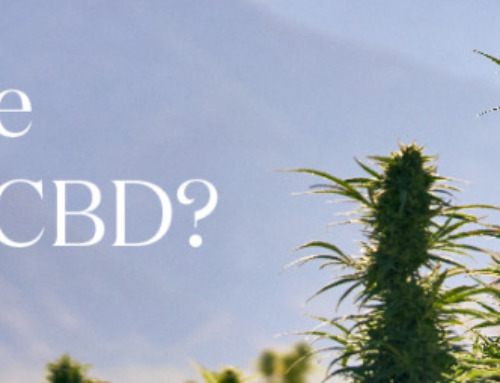 What is the History of CBD?